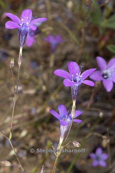 navarretia leptalea ssp leptalea 9 graphic